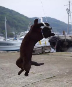 ​黑猫不吉利？黑猫：让我用眼神杀死你！