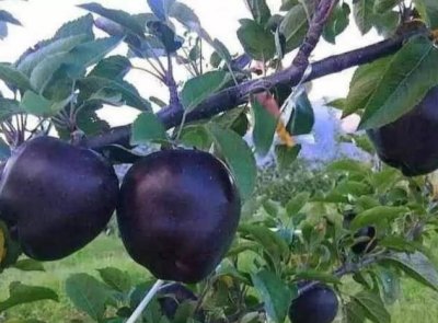 ​7种黑色水果，吃过其中三种是果农，全吃过的都是“了不起的人”