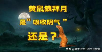 ​黄鼠狼祸害家禽如何处理？黄鼠狼为什么会拜月？一文全说清