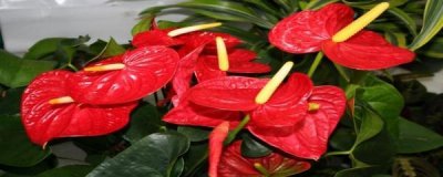 ​火鹤花怎么养