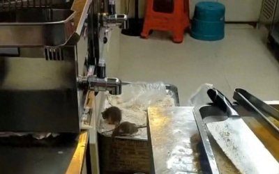 ​老鼠出没属实，正新鸡排加盟店被查封！还曾被曝“踩操作台剪脚趾甲”…