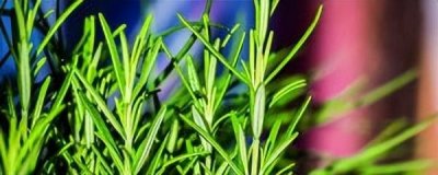 ​迷迭香是什么味道(迷迭香的气味像什么)