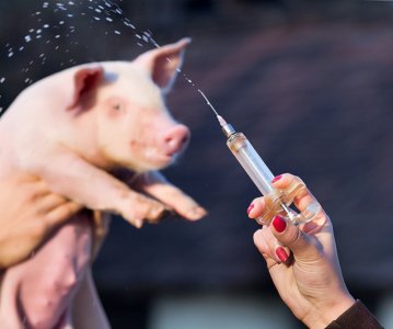 ​猪流感症状和治疗