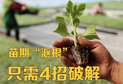 ​大棚蔬菜育苗，若苗期出现“沤根”的情况，只需4招破解