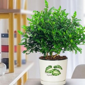 ​“网红”盆栽胡椒木，不但有“颜值”，还能净化空气驱蚊提神