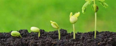 ​植物发芽生长过程（种花种子发芽的过程介绍带图）