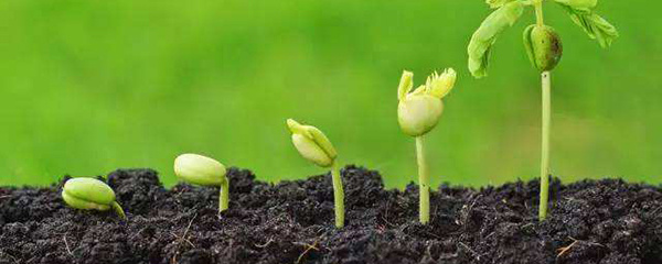 植物发芽生长过程（种花种子发芽的过程介绍带图）