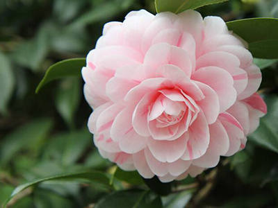 植物发芽生长过程（种花种子发芽的过程介绍带图）