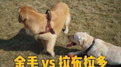 ​“金毛”VS“拉布拉多”哪个好?过来人告诉你,差别很大