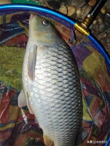 ​掌握冬钓鲤鱼的三个方面，大鲤鱼轻松入护