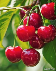 ​盘点夏天常见的10大应季水果！遇到千万别手软，错过再等一年哦！