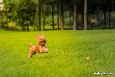 ​为何泰迪的毛不卷？你有没有注意这些问题#狗狗大明星#