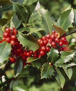 ​猫儿刺，老虎刺，农村都见过，浑身是宝你知道吗？