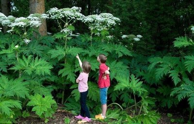 ​英国这种大猪草太厉害了，灼伤皮肤长大水泡，碰到后千万尽快就医