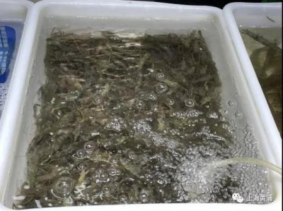 ​河虾上市价格“虾一跳”，每斤超百元
