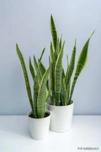 ​有人说虎皮兰开花不是好兆头，也不适合在家里养，有什么说法吗？