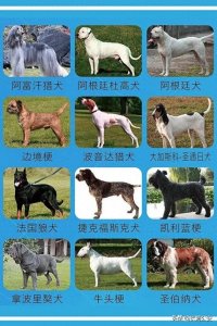 ​提醒！这些犬只，济南禁养！