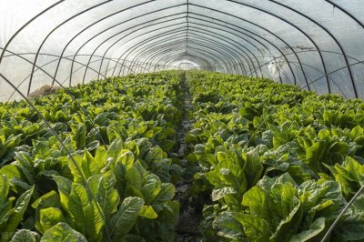 ​种什么一亩地能赚一万元？高价值作物推荐