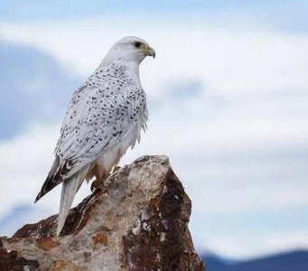 ​同样是中国猛禽，金雕又大又威风，为何“万鹰之神”却是海东青？