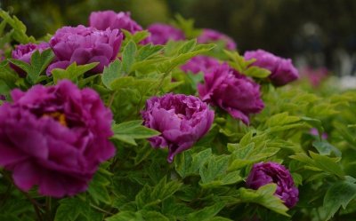 ​只能用that，不能用which作先行词的情况