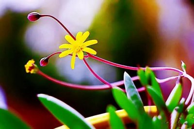 ​绿植之家～紫玄月