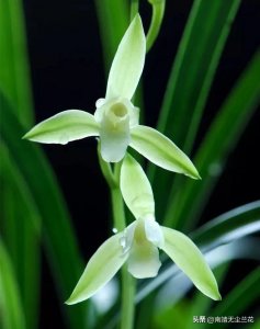 ​四季兰你知道多少