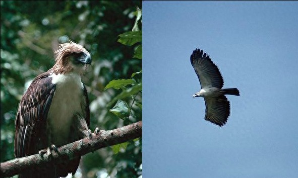 “鹰中之虎”——菲律宾鹰