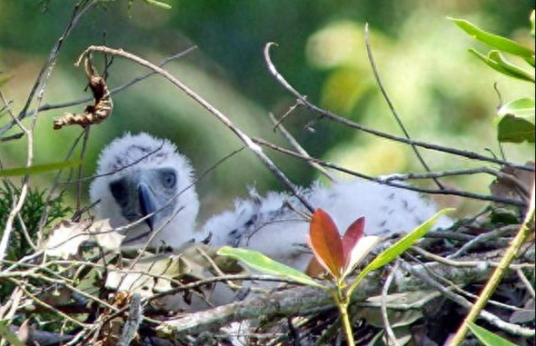 “鹰中之虎”——菲律宾鹰