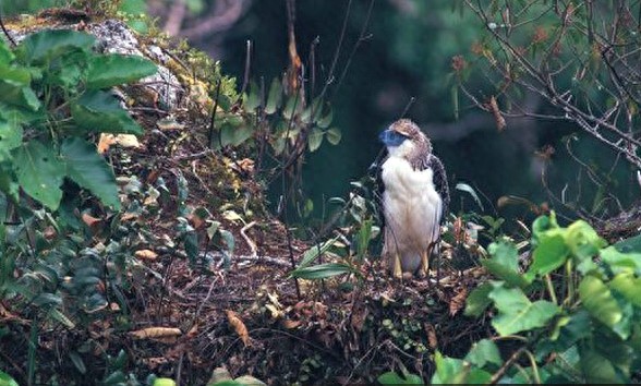 “鹰中之虎”——菲律宾鹰