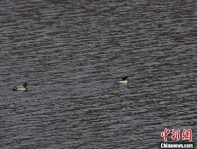 ​中华秋沙鸭连续10年在吉林桦甸林区停歇