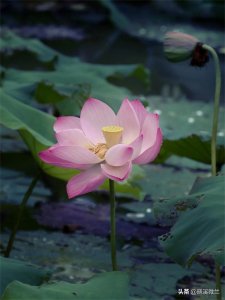 ​你能说出睡莲与荷花的确切区别吗