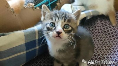 ​薛定谔:一只从未存在过的猫以及众多的情人