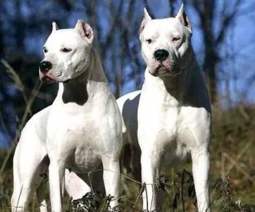 ​野猪克星——阿根廷杜高犬