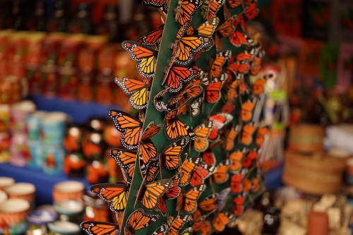 “帝王蝶”：北美最常见的蝴蝶之一，也是地球上唯一的迁徙性蝴蝶