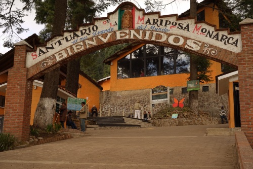 “帝王蝶”：北美最常见的蝴蝶之一，也是地球上唯一的迁徙性蝴蝶