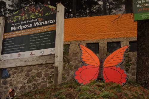 “帝王蝶”：北美最常见的蝴蝶之一，也是地球上唯一的迁徙性蝴蝶