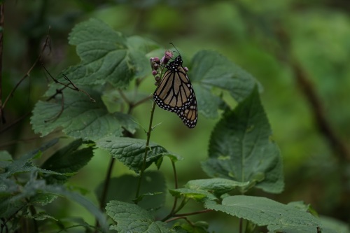 “帝王蝶”：北美最常见的蝴蝶之一，也是地球上唯一的迁徙性蝴蝶