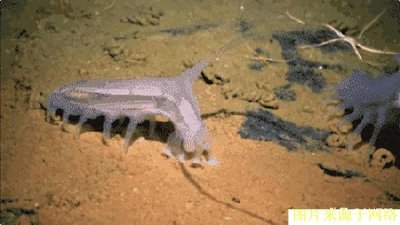 ​“奇葩”的海猪：看着呆萌却无人敢惹，还心甘情愿给帝王蟹当保姆