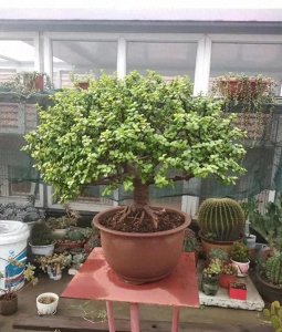 ​想要金枝玉叶长得美，要先学会“剪”，再学会养，变成老桩盆景