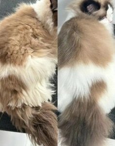 ​布偶猫身价跳水：曾经的贵族宠物为何沦落至此？