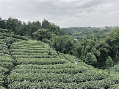 ​重走长征路｜红色课堂④百丈关战役