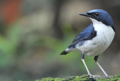 ​蓝歌鸲，中国鸲鹟科鸟类，分享大家欣赏