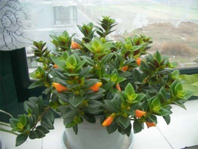 ​盆栽知识|漂亮的金鱼吊兰，你值得拥有！