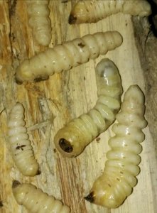 ​柴虫过去人们不敢吃，如今卖80块钱一斤，你们吃过吗？