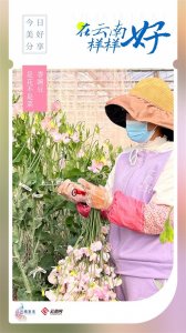 ​香豌豆，是花不是菜！｜在云南样样好