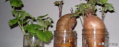 ​红薯水培的方法