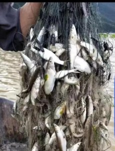 ​从被嫌弃的杂鱼，到饭店的招牌菜—白条鱼