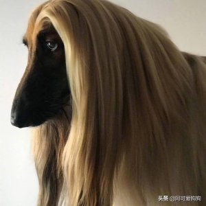 ​阿富汗猎犬，唯一一种让我望而却步的犬种