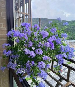 ​6种驱蚊花，家里养一盆，蚊虫“不进门”，你家养了吗？