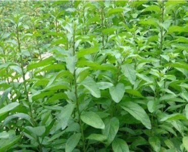 ​舌尖上的野菜，枸杞头是上品，古往今来都爱吃，好处多多